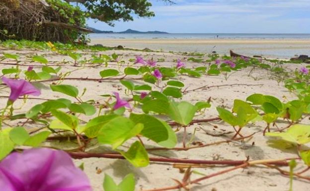 Beachfront Koh Samui Land on Pristine Thong Krut