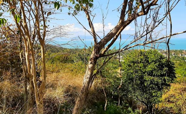 Panoramic Sea view Land for Sale on Bophut Hillside