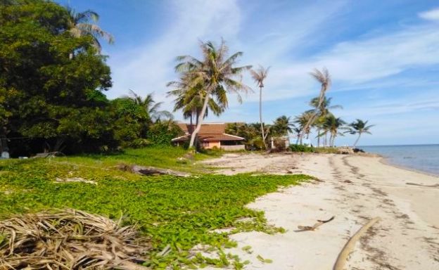 Prime Koh Phangan Beachfront Land in Ban Tai