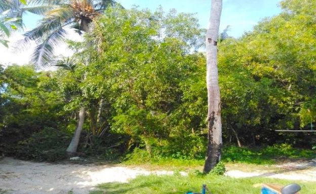 Prime Koh Phangan Beachfront Land in Ban Tai