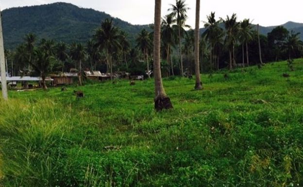 Peaceful Plot of Freehold Land by Samui Golf Course